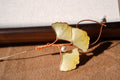 Ginkgo Harvest