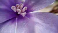 Pink Magnolia Velvet Flower Brooch & Hair Clip view 3