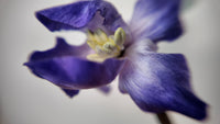 Purple Iris Velvet Flower Brooch & Hair Clip view 5