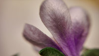 Pink Magnolia Velvet Flower Brooch & Hair Clip view 5